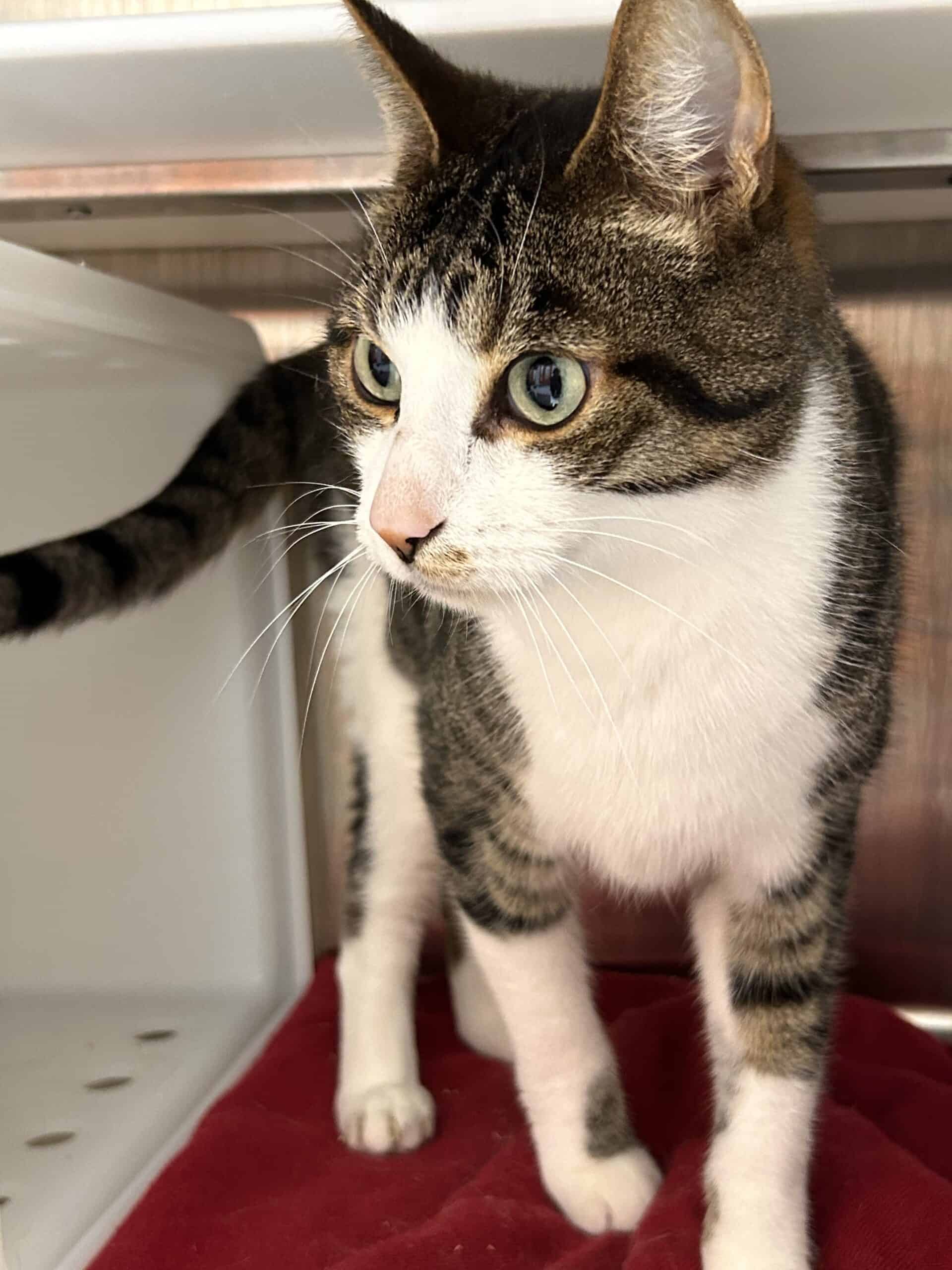 Garçon - Domestic Short Hair cat available for adoption at Proanima in Montreal