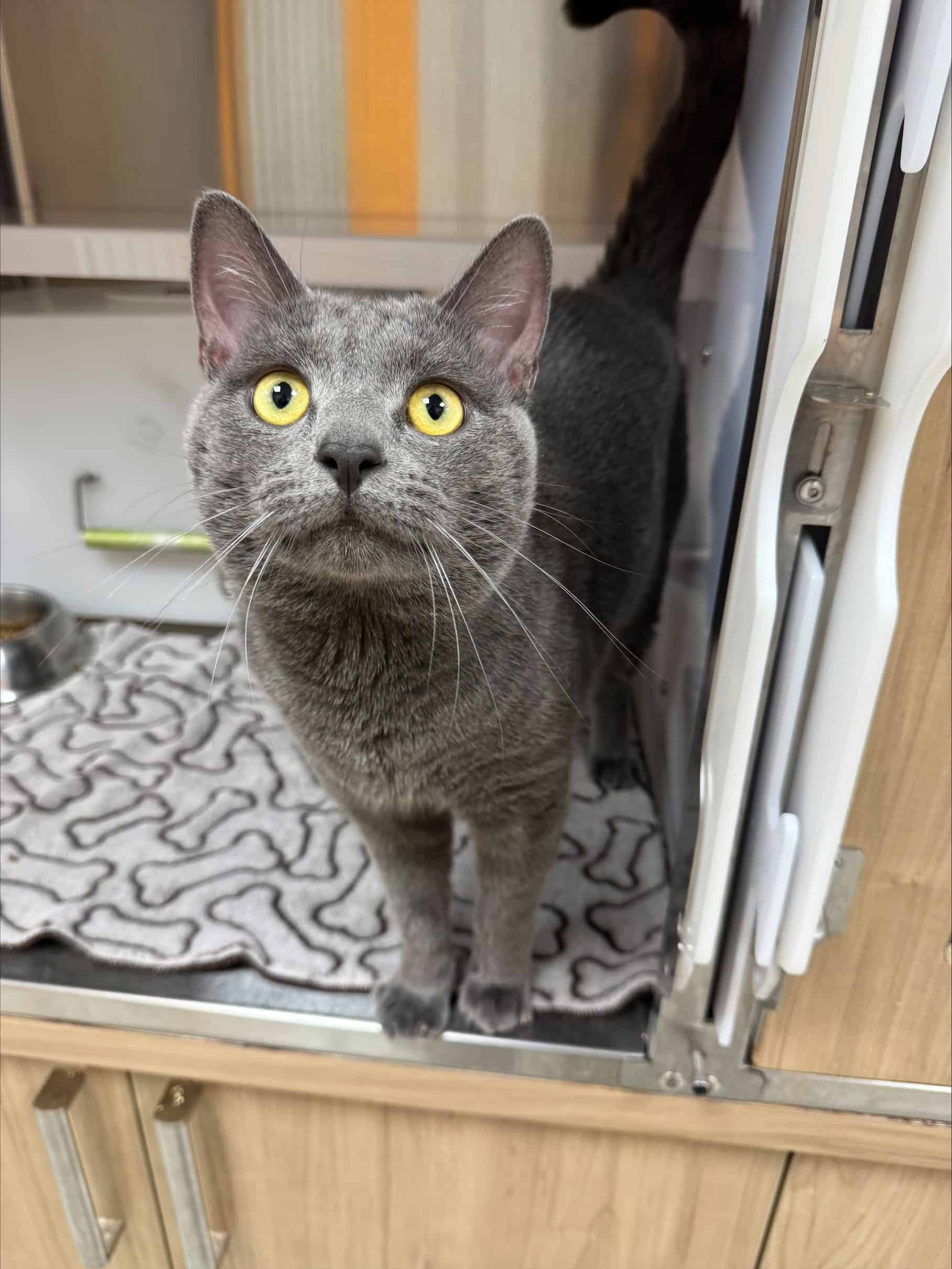 Guismau - Domestic Short Hair available for adoption