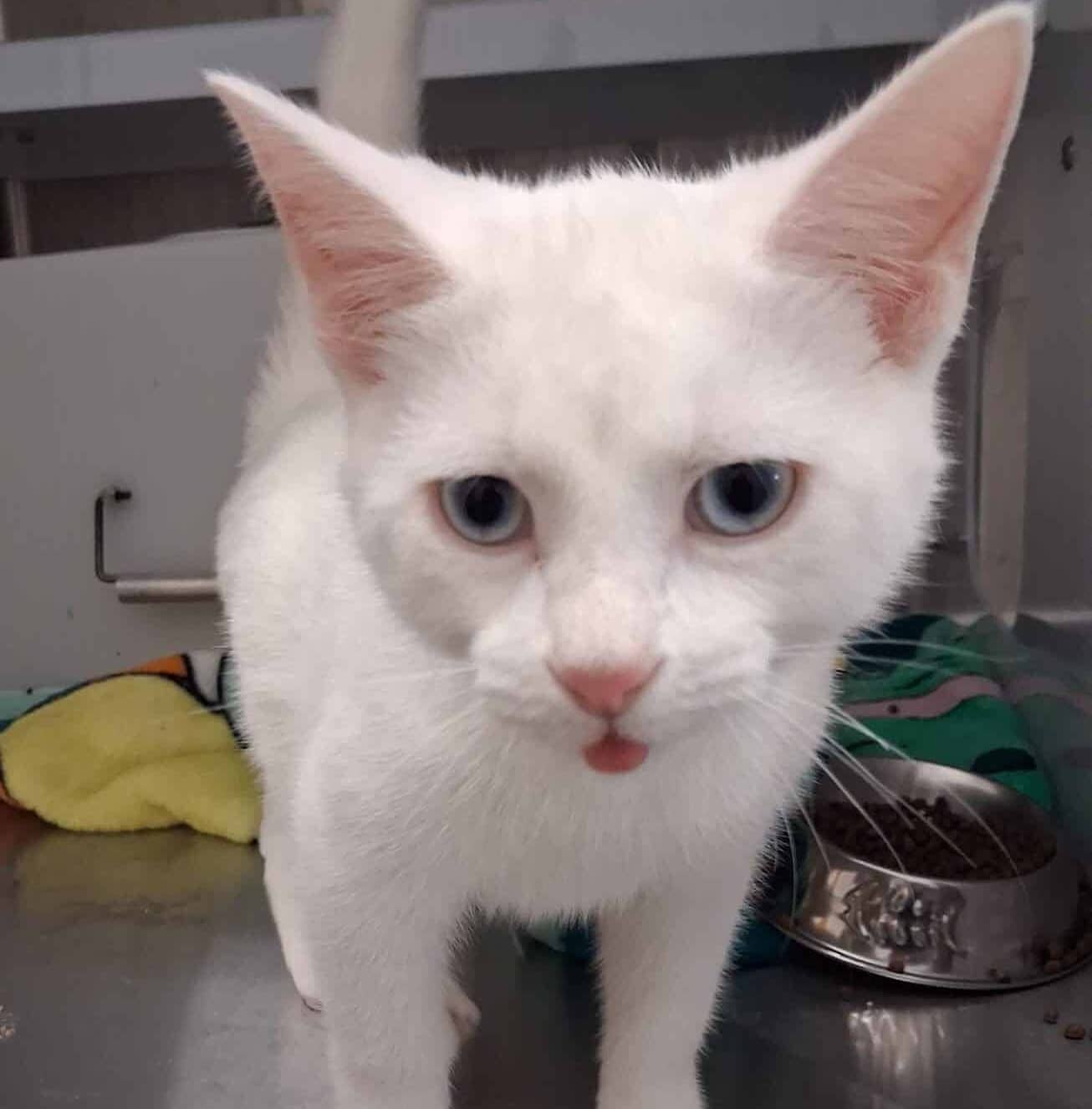 Jon snow - Domestic Short Hair cat available for adoption at Proanima in Boucherville