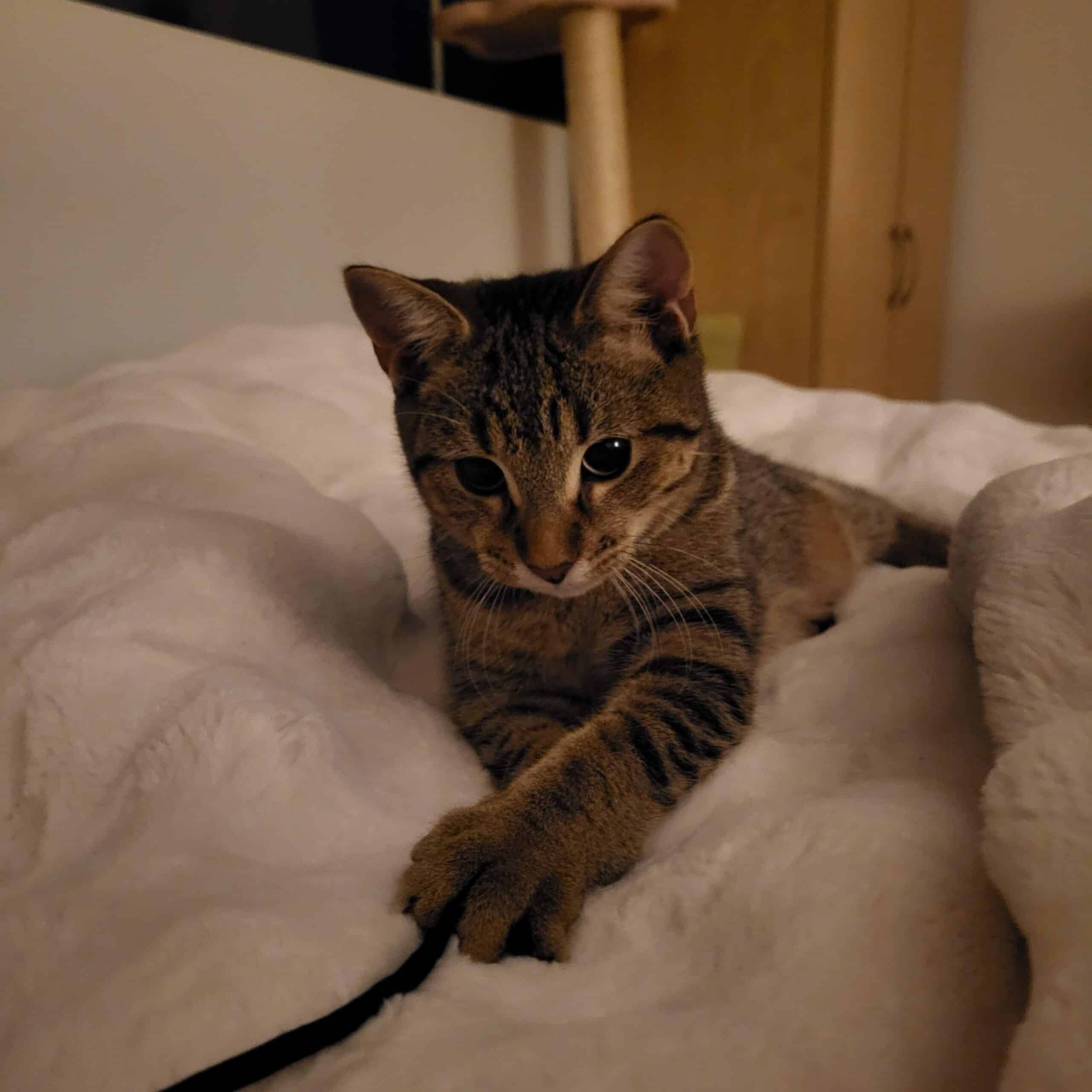 Milou - Domestic Short Hair cat available for adoption at Proanima in Boucherville