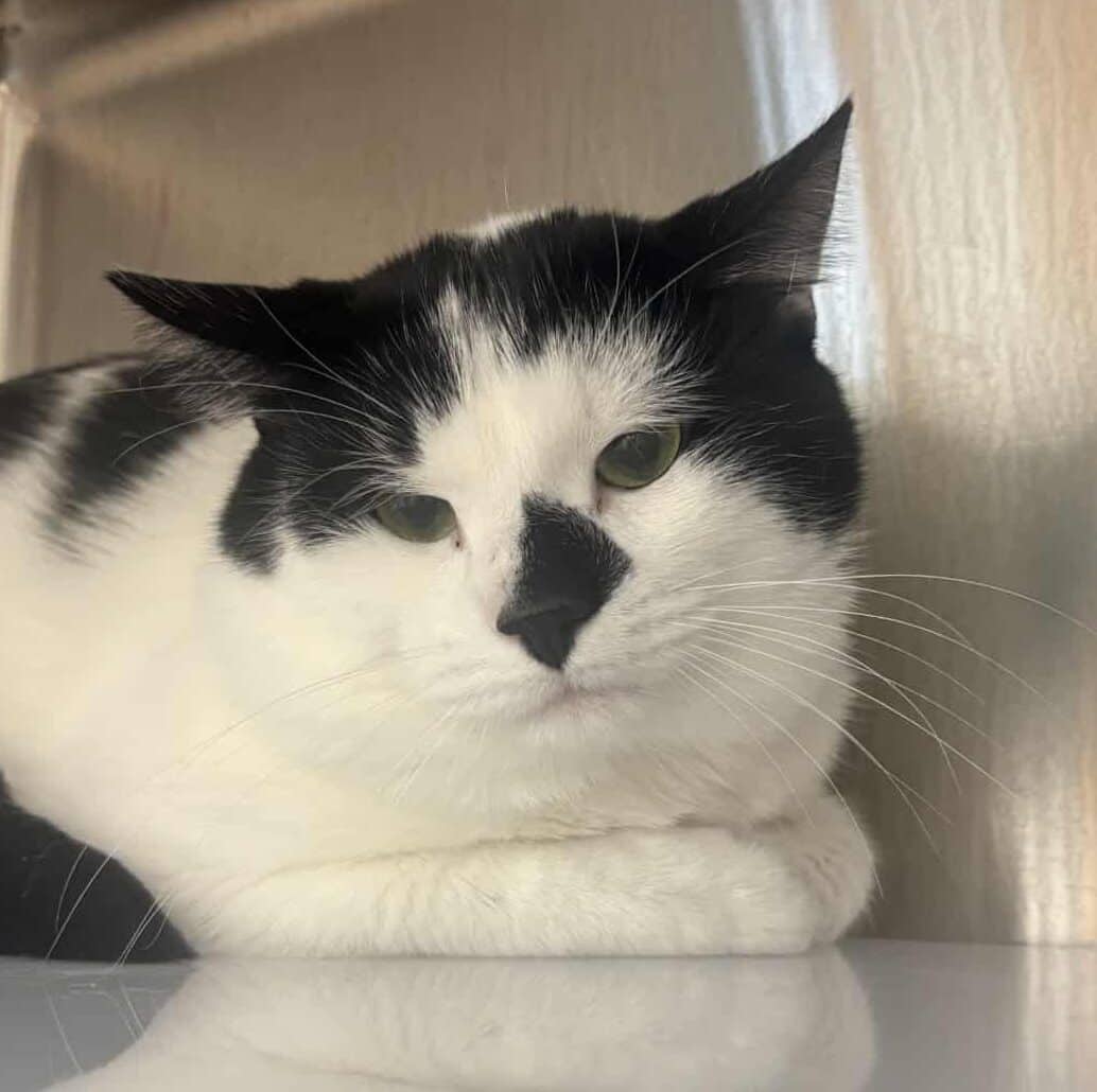 Oréo - Domestic Short Hair cat available for adoption at Proanima in Boucherville