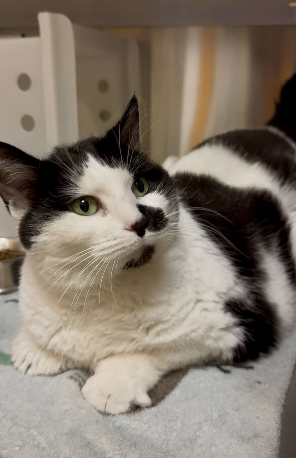 Bella - Domestic Short Hair cat available for adoption at Proanima in Boucherville