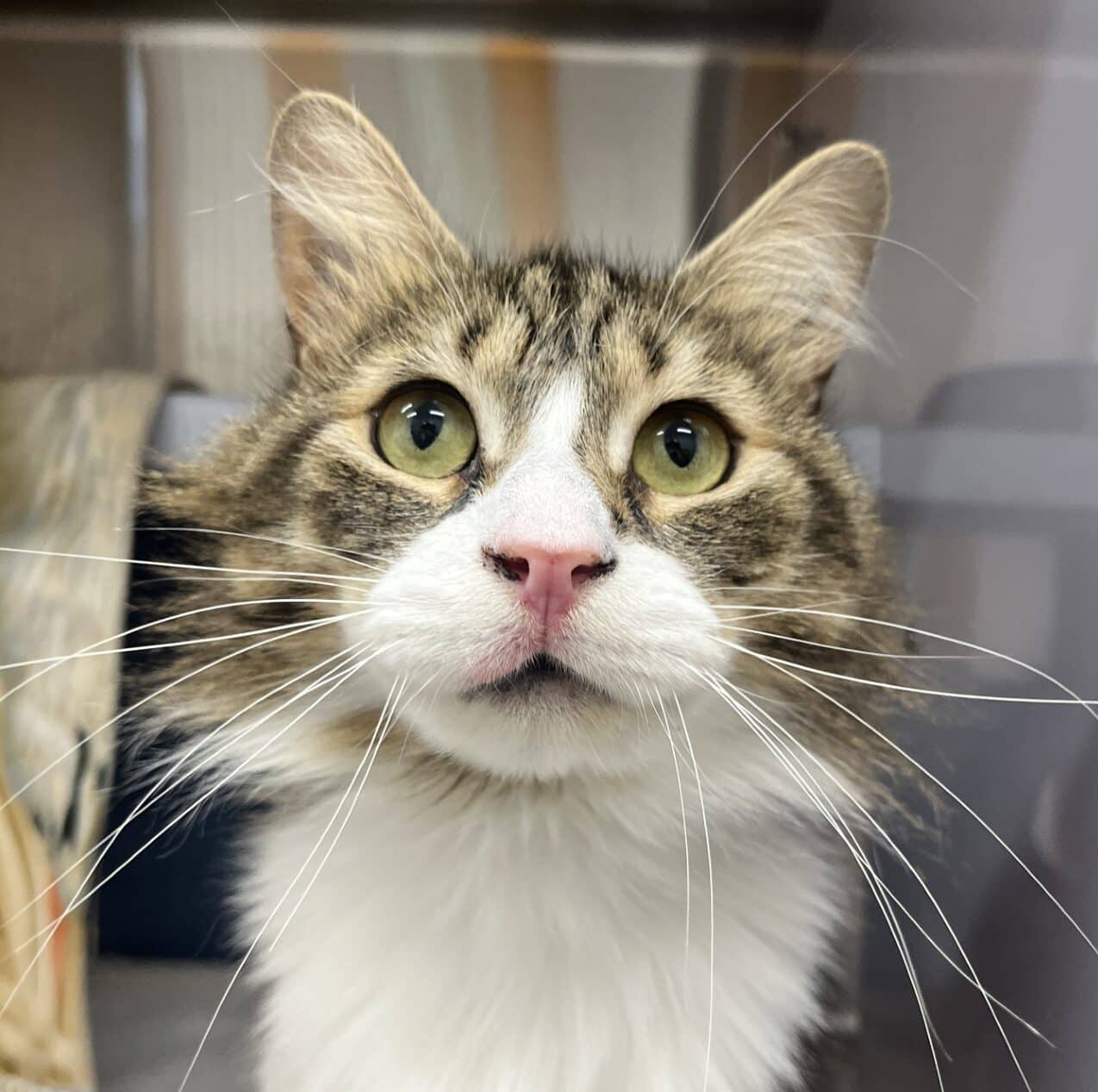 Pâte à biscuit - Domestic Short Hair cat available for adoption at Proanima in Boucherville