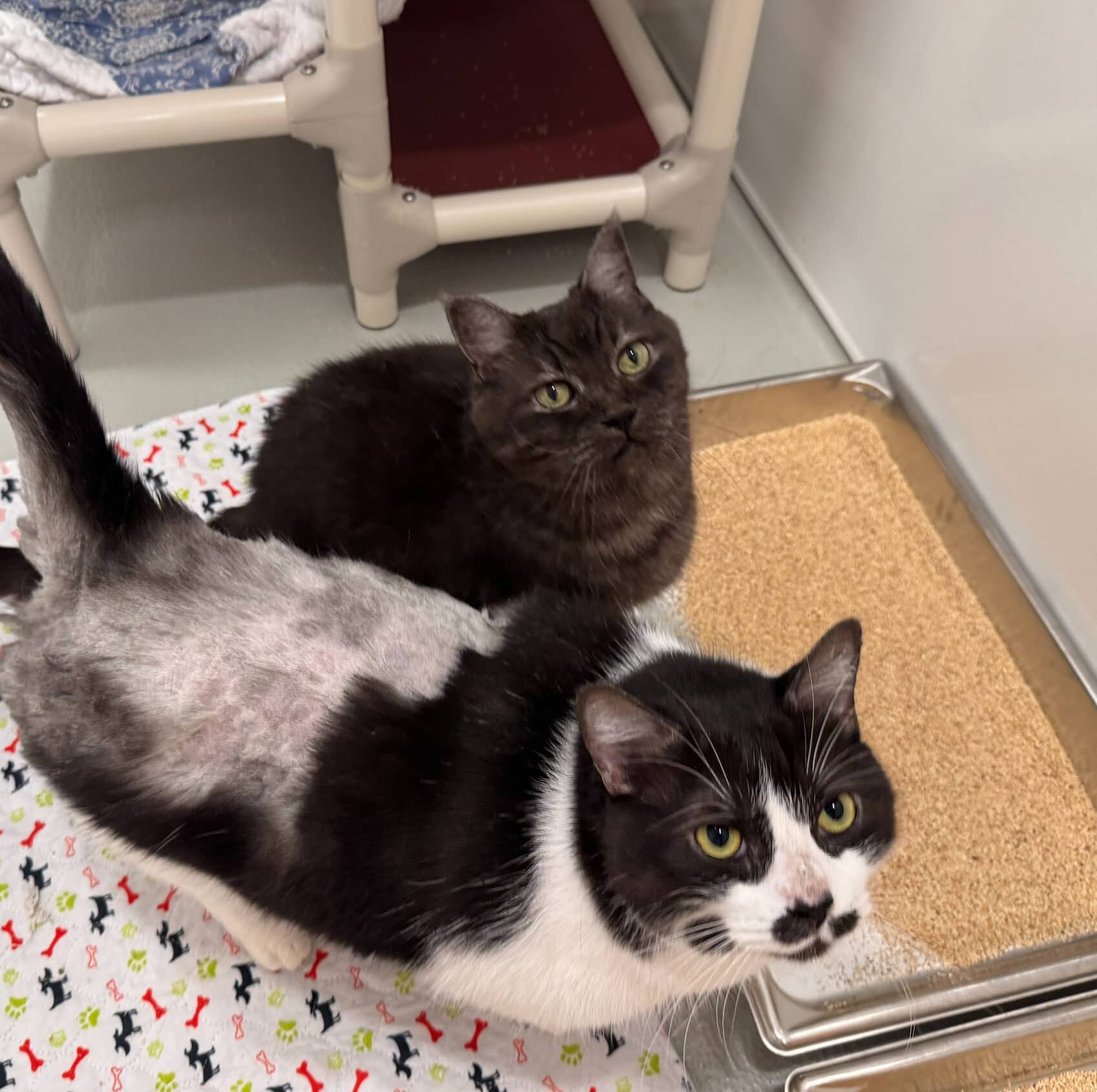 Charlie et Peter - Domestic Short Hair cat available for adoption at Proanima in Boucherville