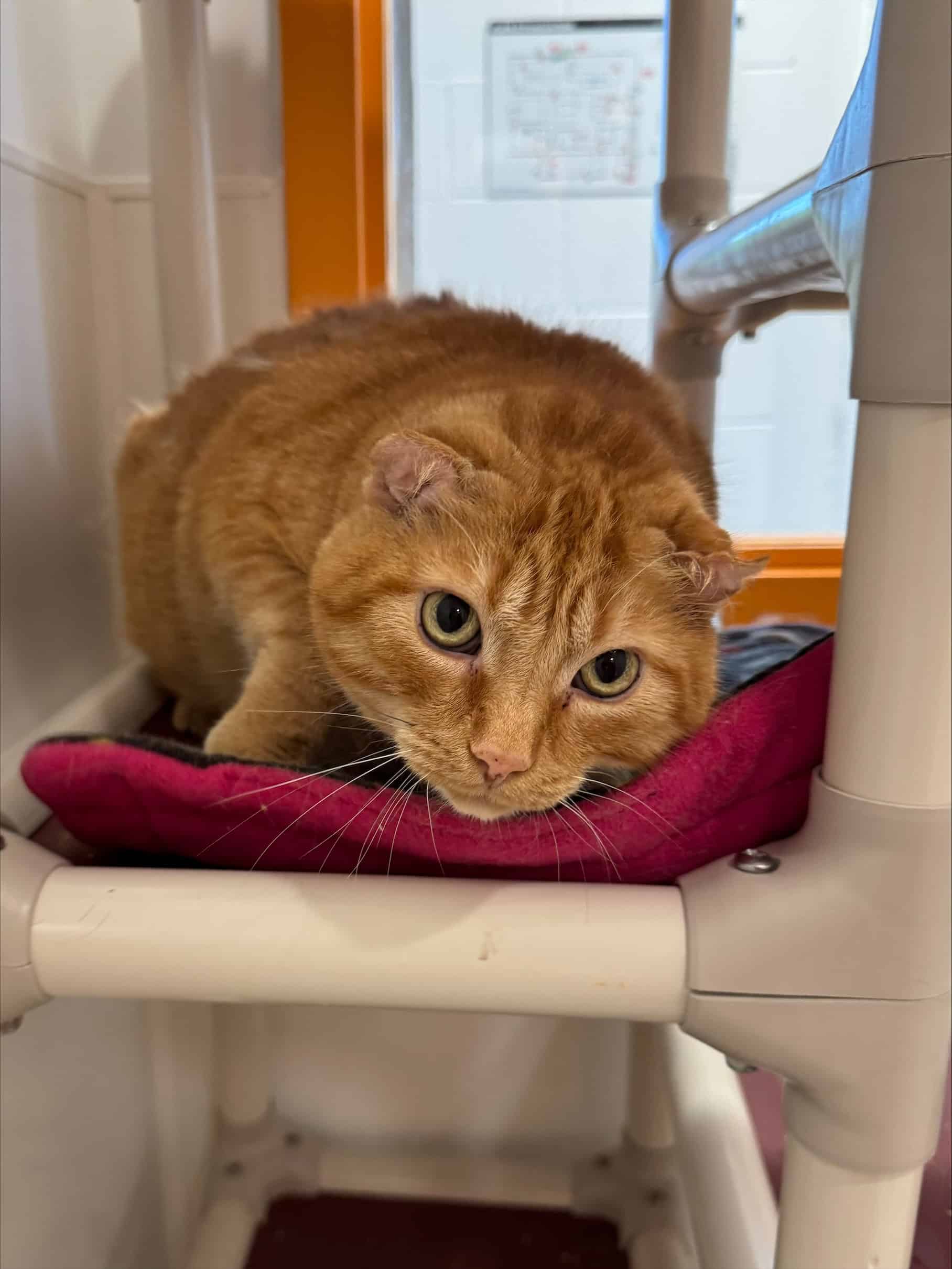 Potimarron - Domestic Short Hair cat available for adoption at Proanima in Boucherville