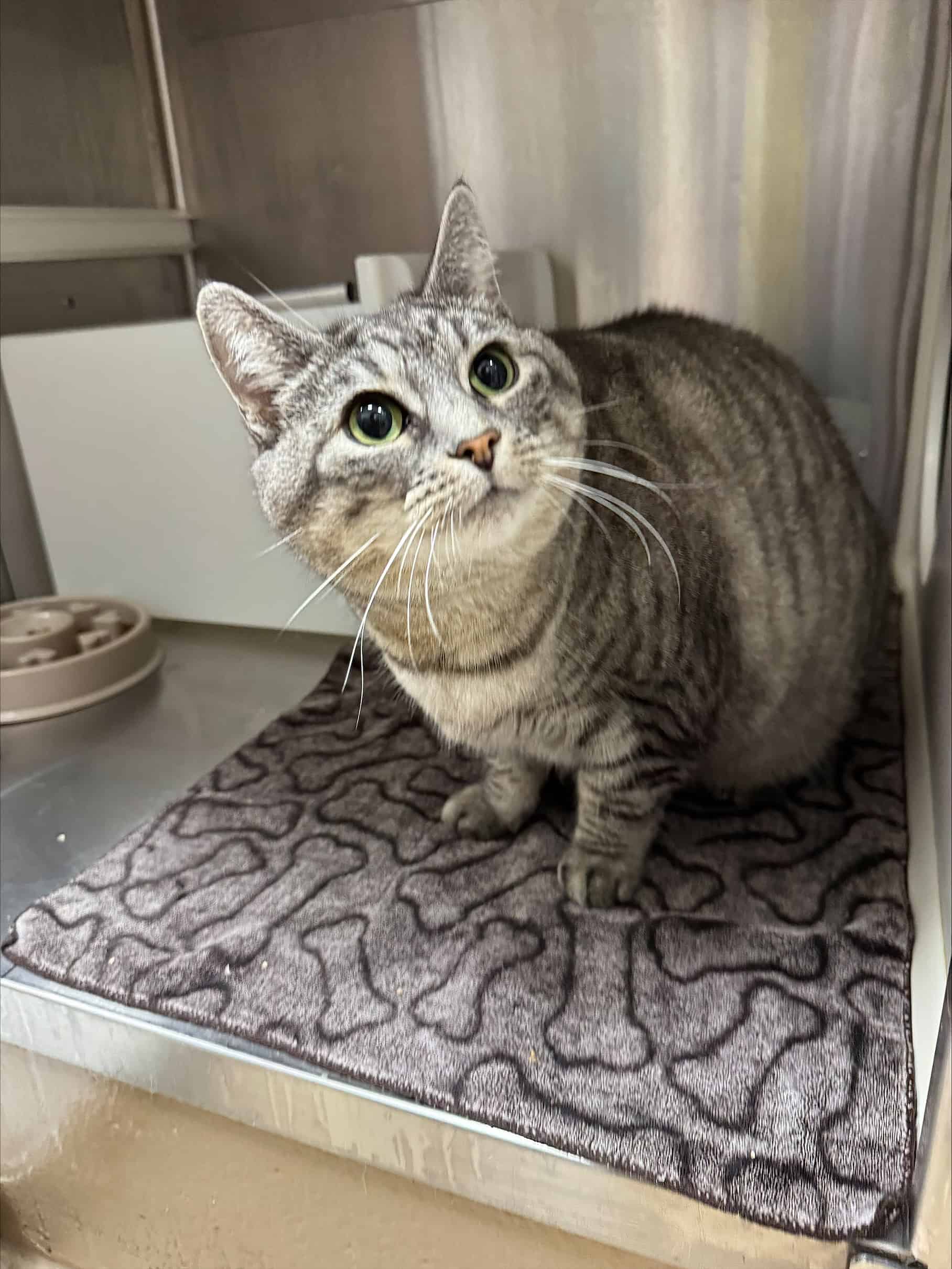 Grizy - Domestic Short Hair cat available for adoption at Proanima in Boucherville
