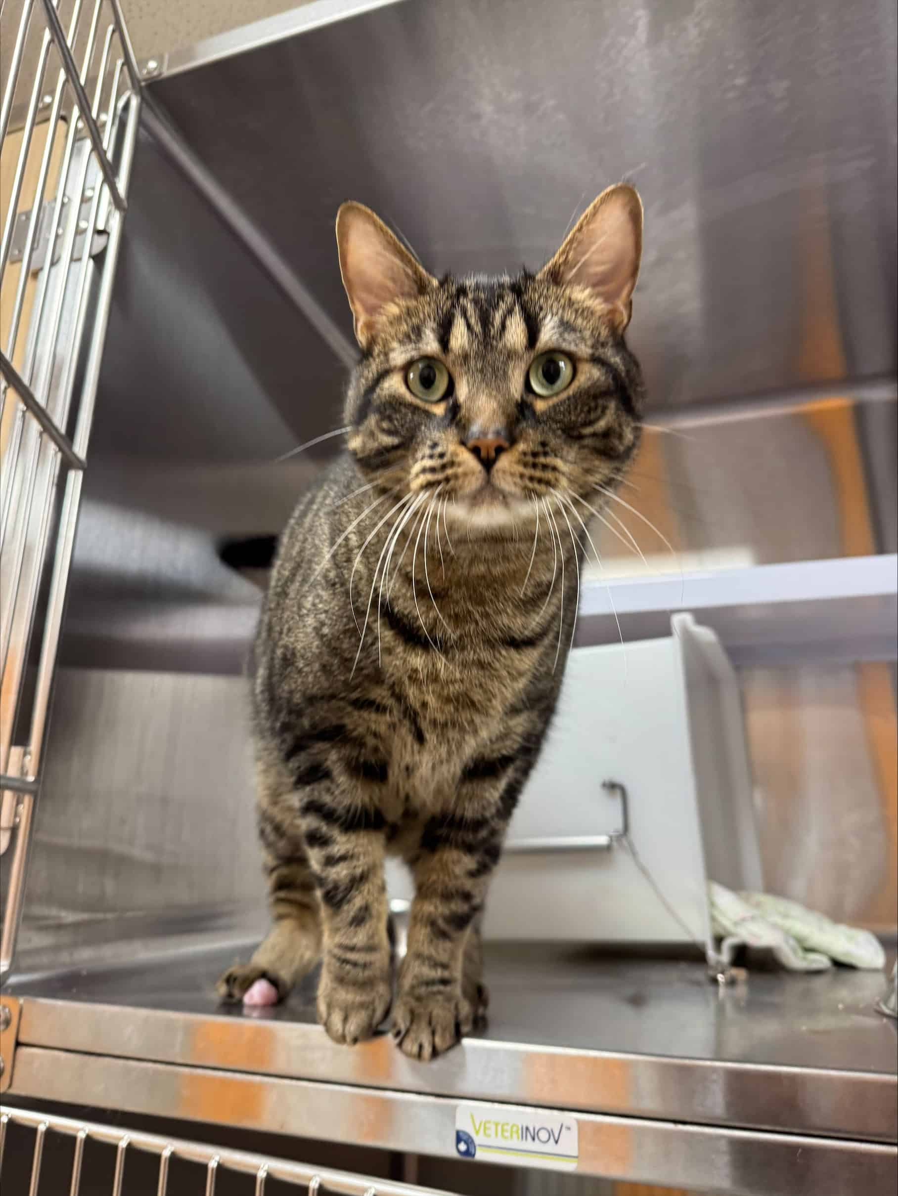 Ti-Mine - Domestic Short Hair cat available for adoption at Proanima in Boucherville
