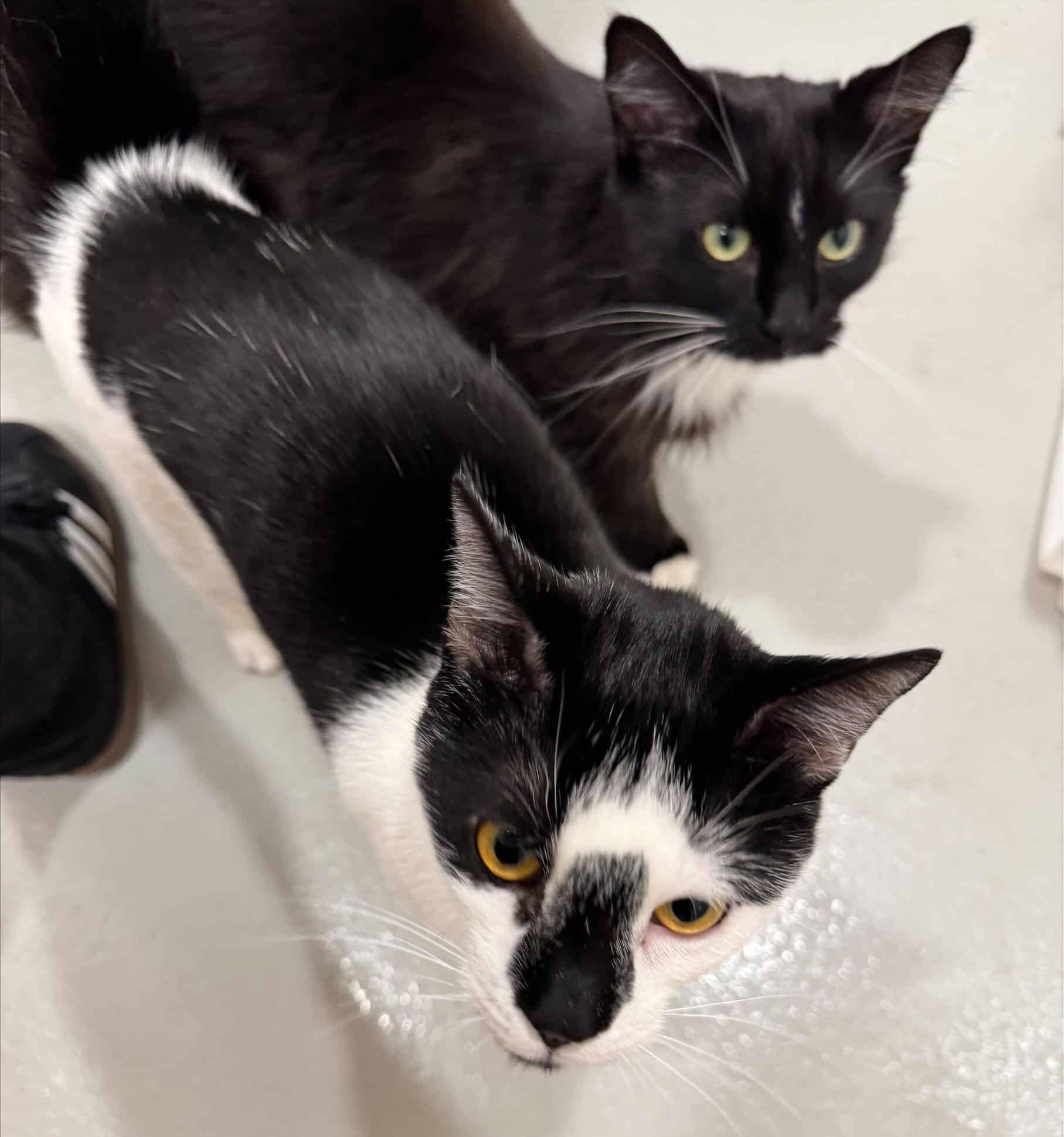 Stella et Kiky - Domestic Short Hair cat available for adoption at Proanima in Boucherville