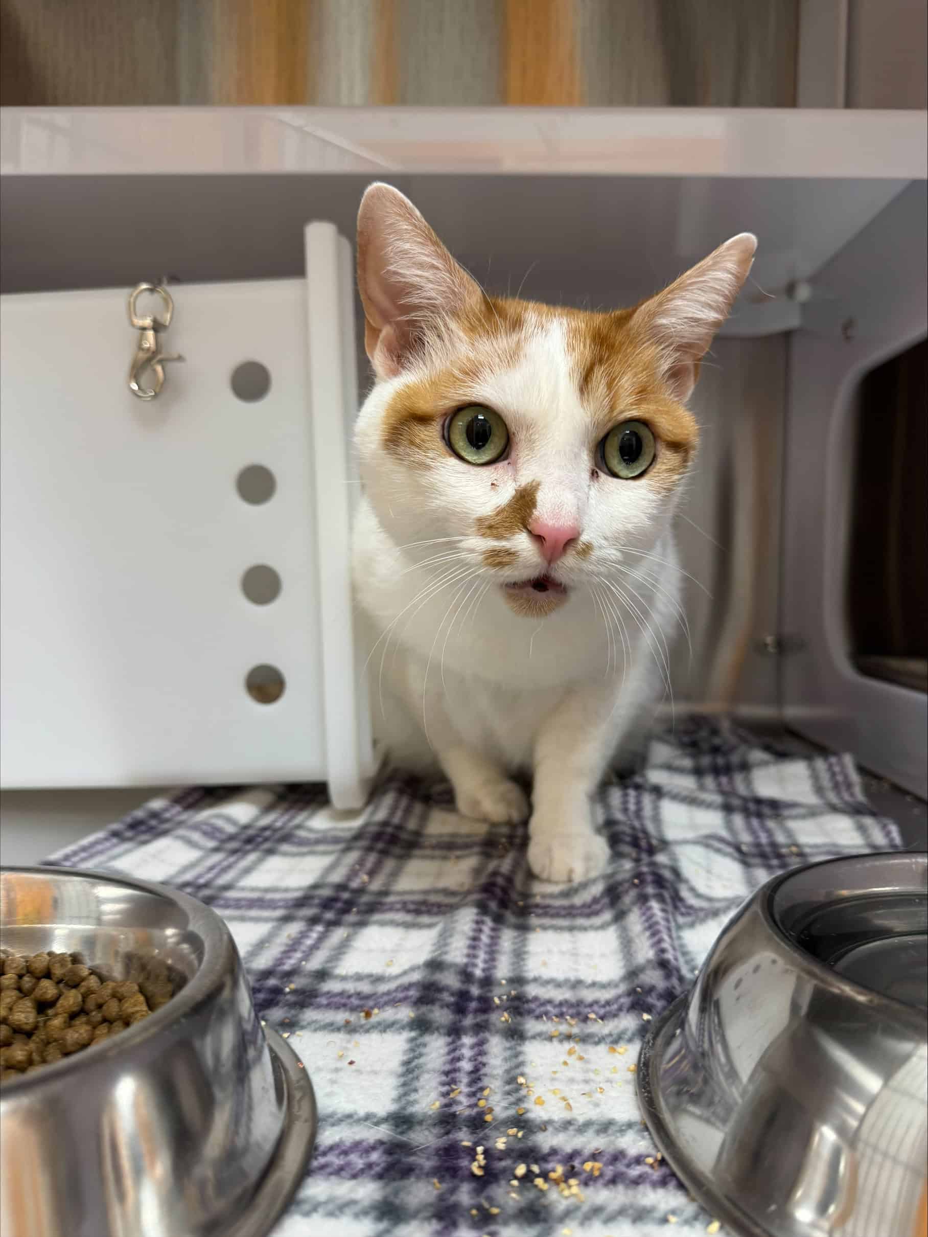 Oz - Domestic Short Hair available for adoption