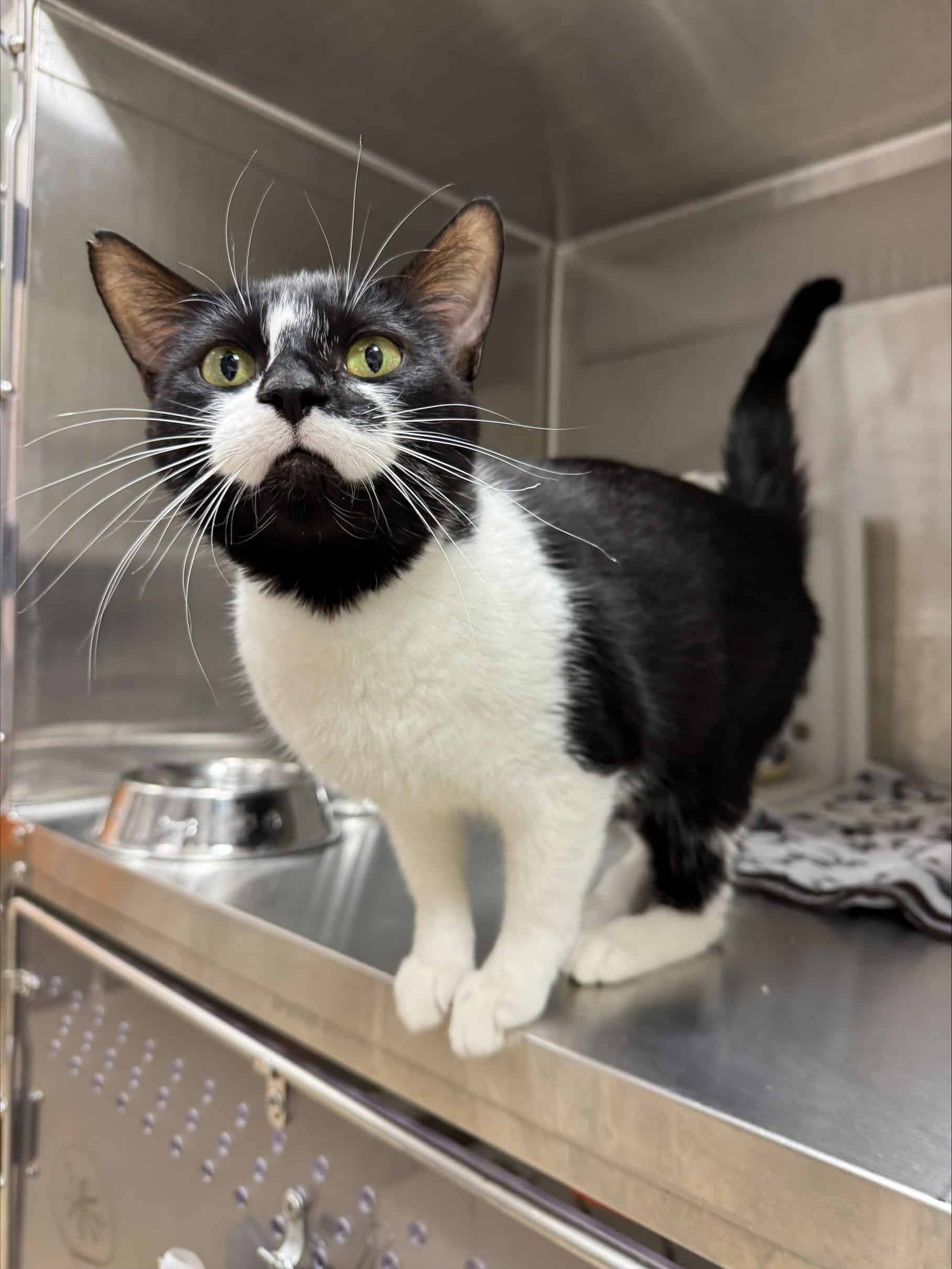 Acacia - Domestic Short Hair cat available for adoption at Proanima in Boucherville