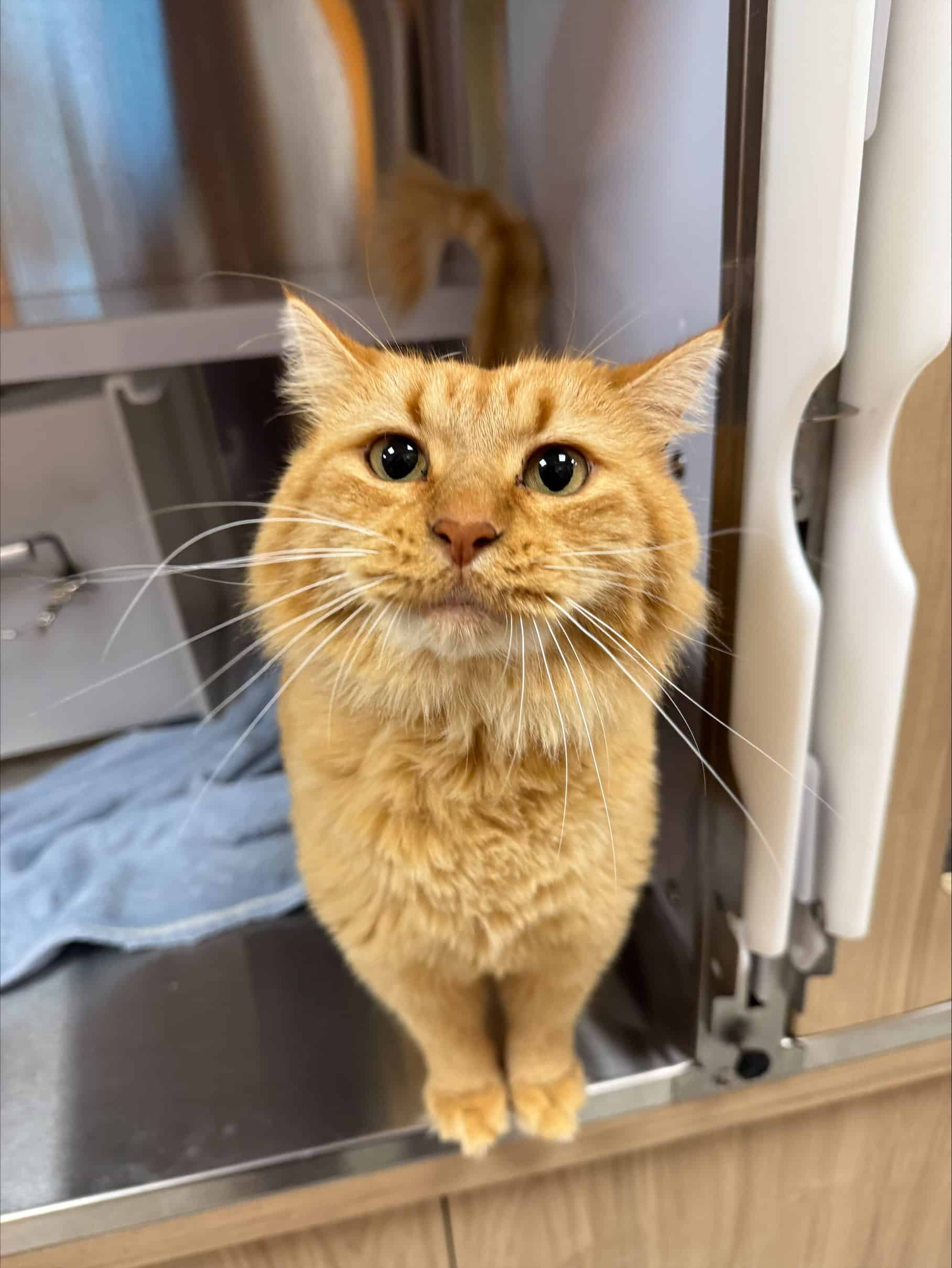 Roukine - Domestic Short Hair cat available for adoption at Proanima in Boucherville