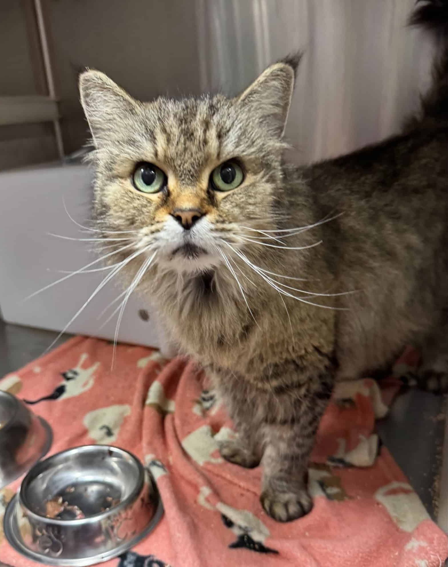 Aristide - Domestic Short Hair available for adoption