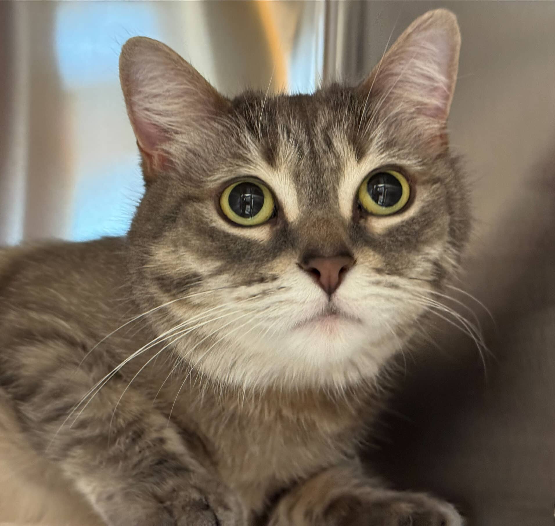 Luna - Domestic Short Hair cat available for adoption at Proanima in Boucherville