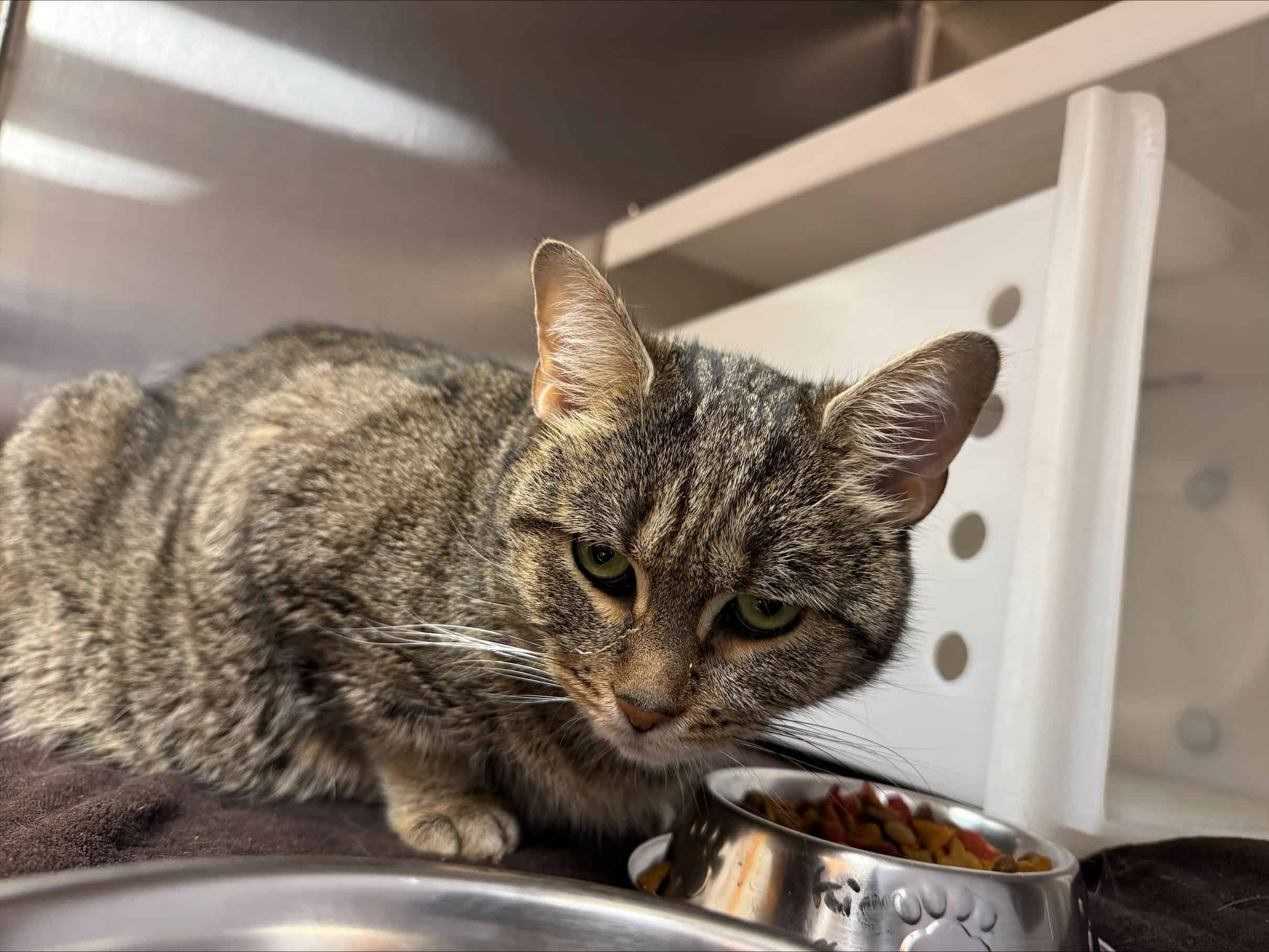 Bella-Rose - Domestic Short Hair cat available for adoption at Proanima in Boucherville