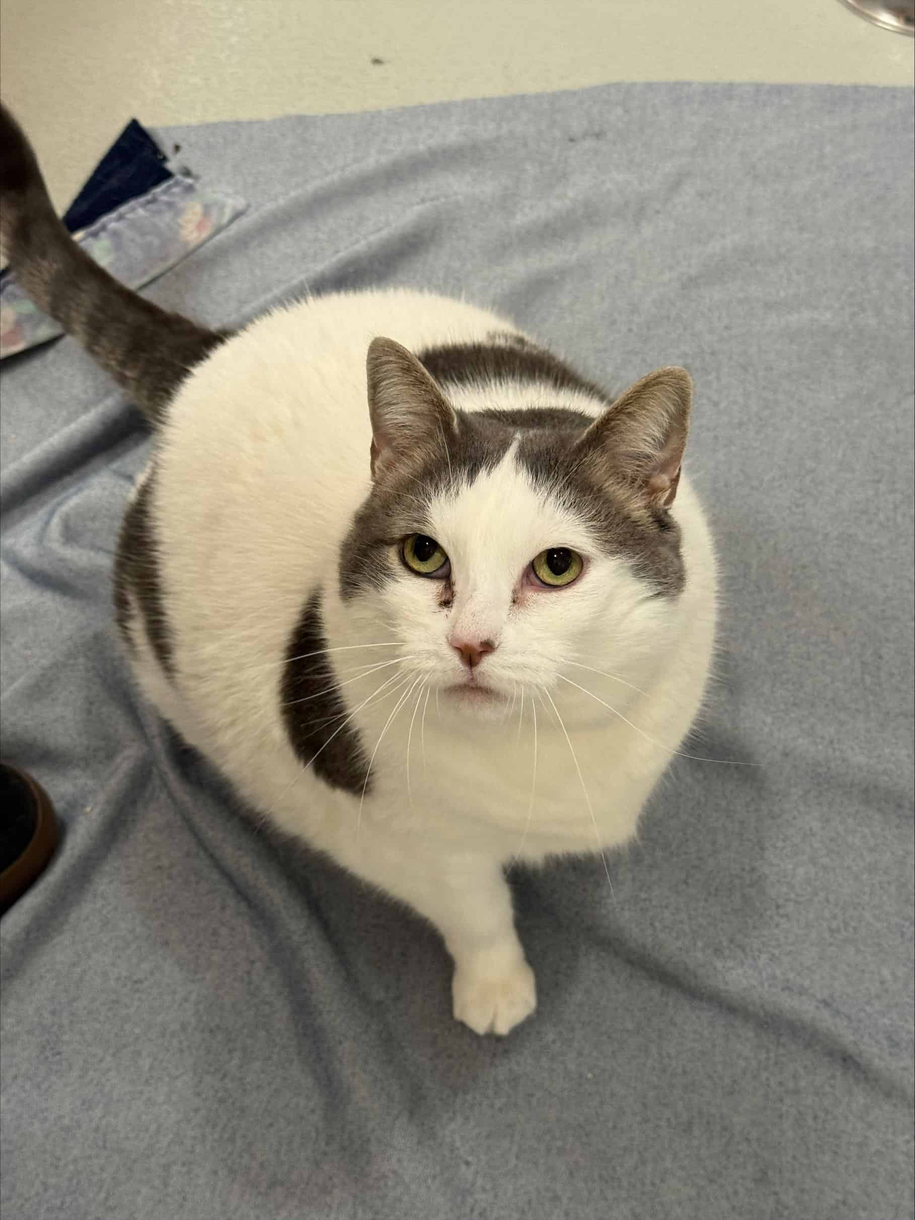 Bella-Boule - Domestic Short Hair cat available for adoption at Proanima in Boucherville