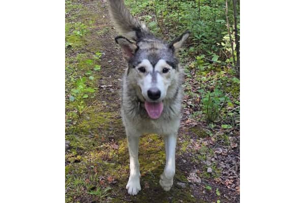 Zandra - Husky/Shepherd mix available for adoption