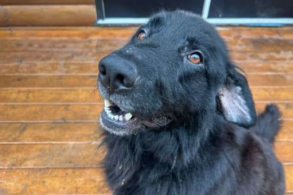 Bandit - Shepherd mix available for adoption in Alberta