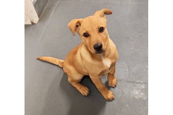 Penny - Lab/Shepherd mix available for adoption in Calgary