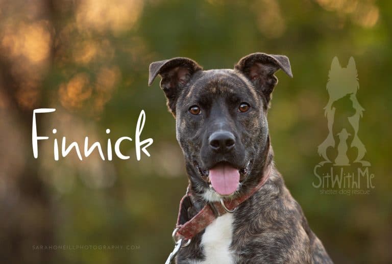 Finnick - Shepherd Mix available for adoption in Calgary