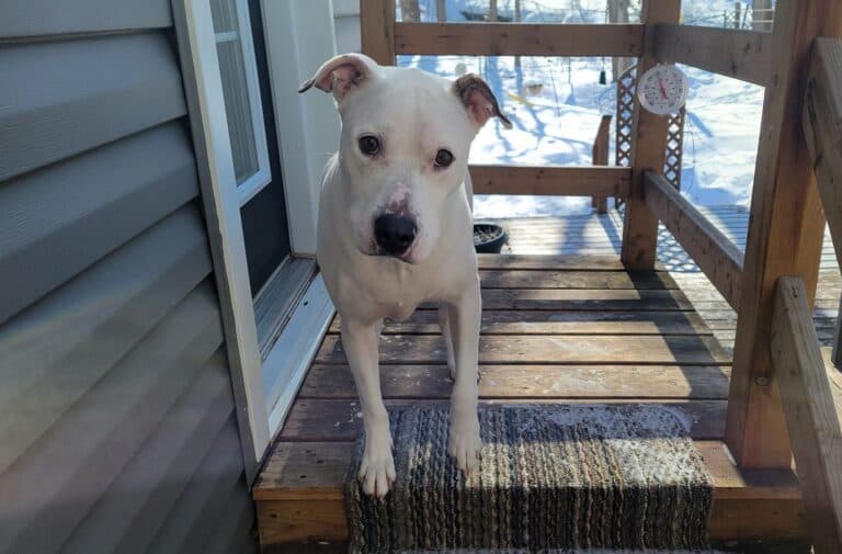 Marshmallow - Hound / Dogo Mix available for adoption in Ontario