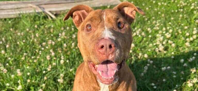 Bree - Boxer Mix available for adoption at Sit With Me Dog Rescue in Ontario
