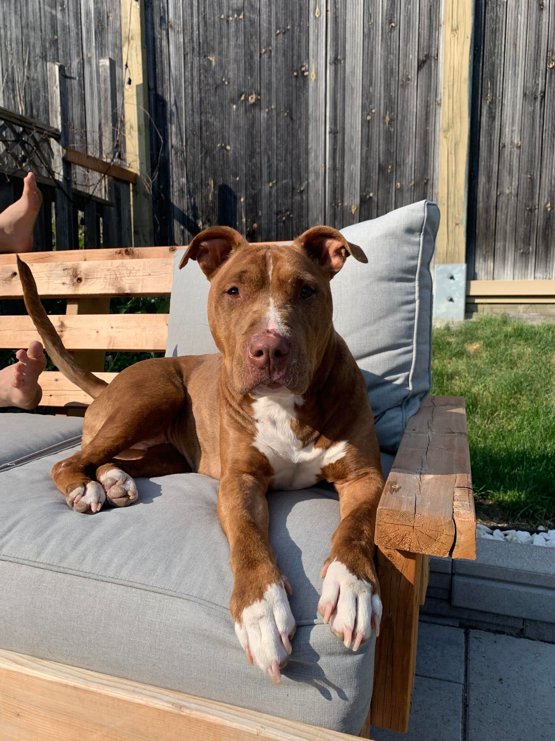 Bree - Boxer Mix available for adoption in Calgary