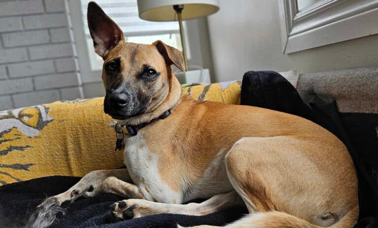 Sierra - Medium Mixed Breed available for adoption