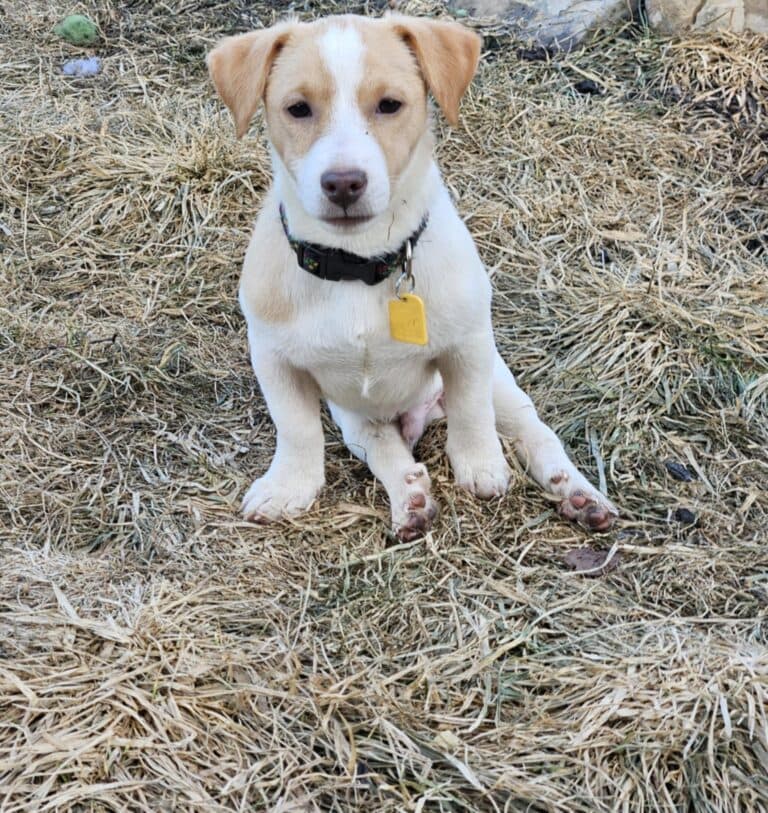 Kenji - Mixed Breed available for adoption in Ontario