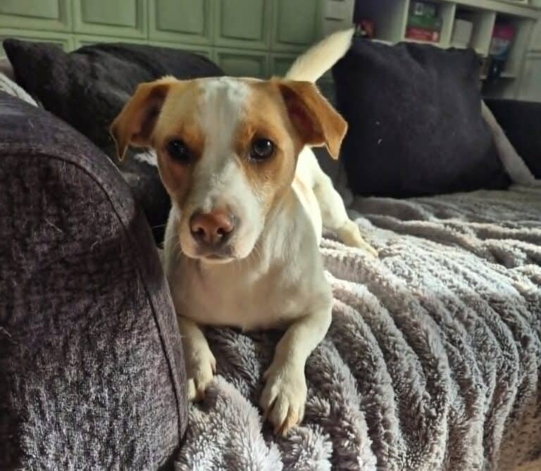Maeve - Mixed Breed available for adoption