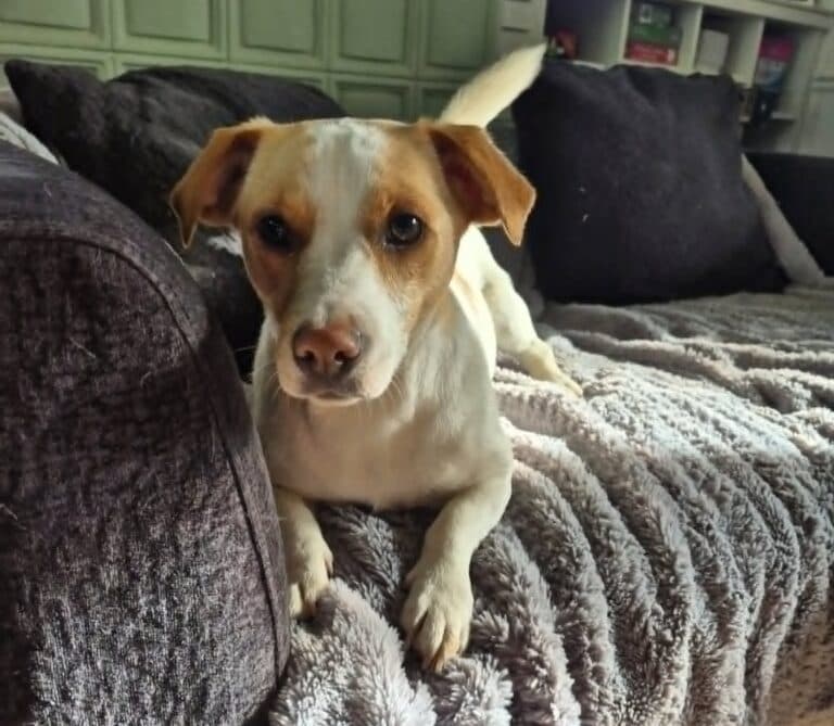 Maeve - Mixed Breed available for adoption
