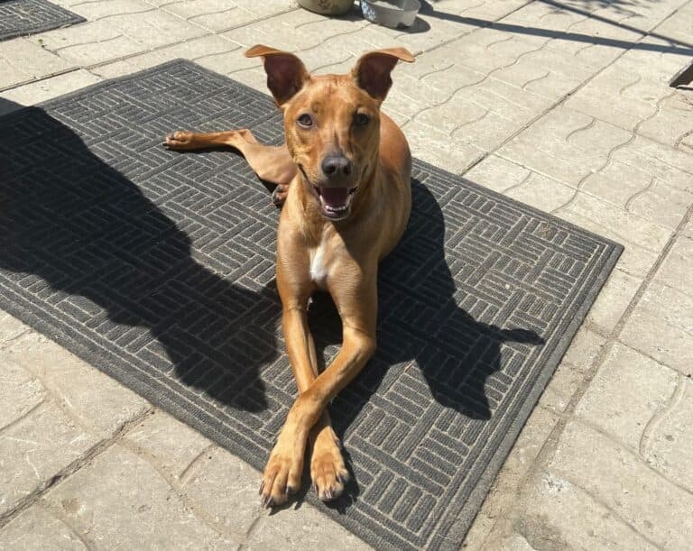 Owl - Mixed Breed available for adoption at Sit With Me Dog Rescue in Ontario