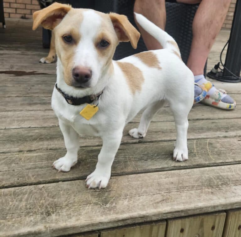 Maeve - Mixed Breed available for adoption in Ontario