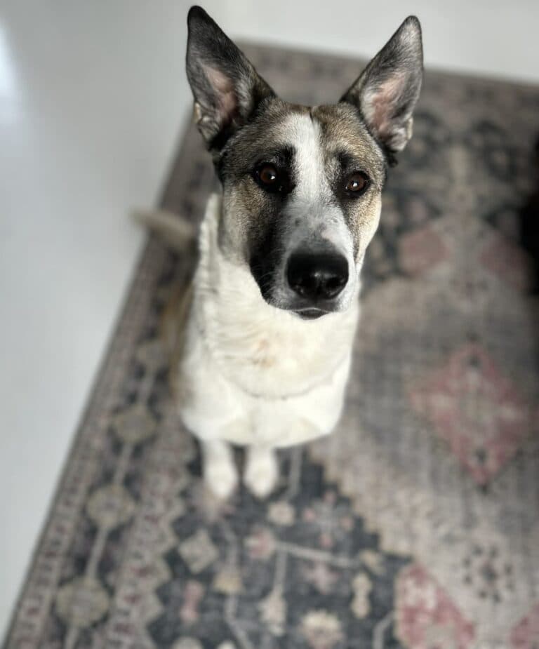 Jovi - Mix Breed available for adoption