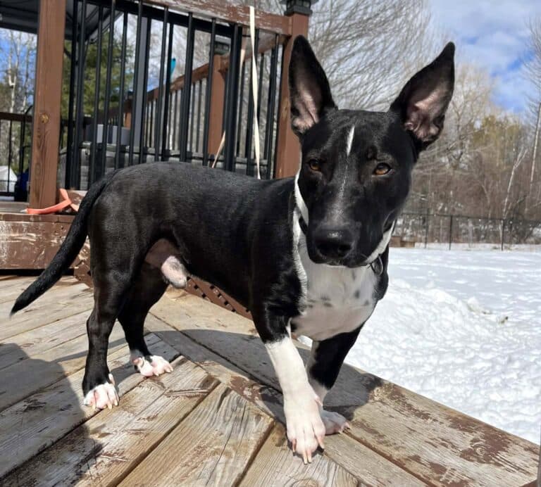 Bubbles - Mixed breed available for adoption in Calgary