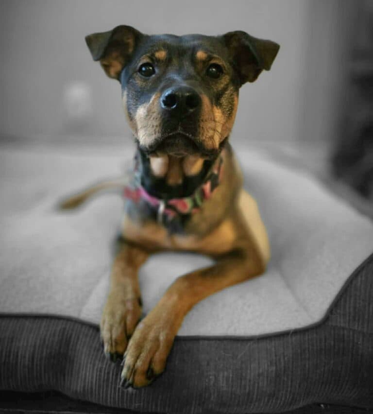Riley - Mixed breed available for adoption at Sit With Me Dog Rescue in Ontario