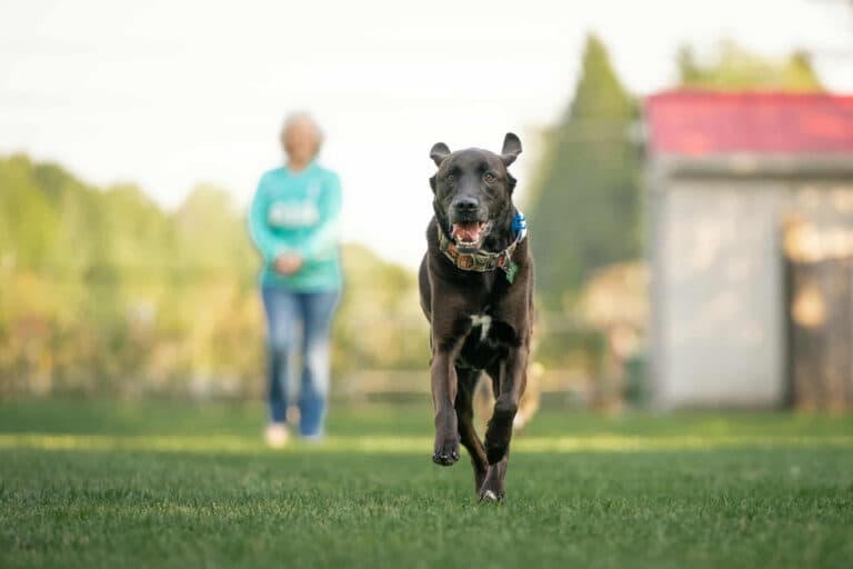 Deacon - Lab Mix available for adoption in Calgary