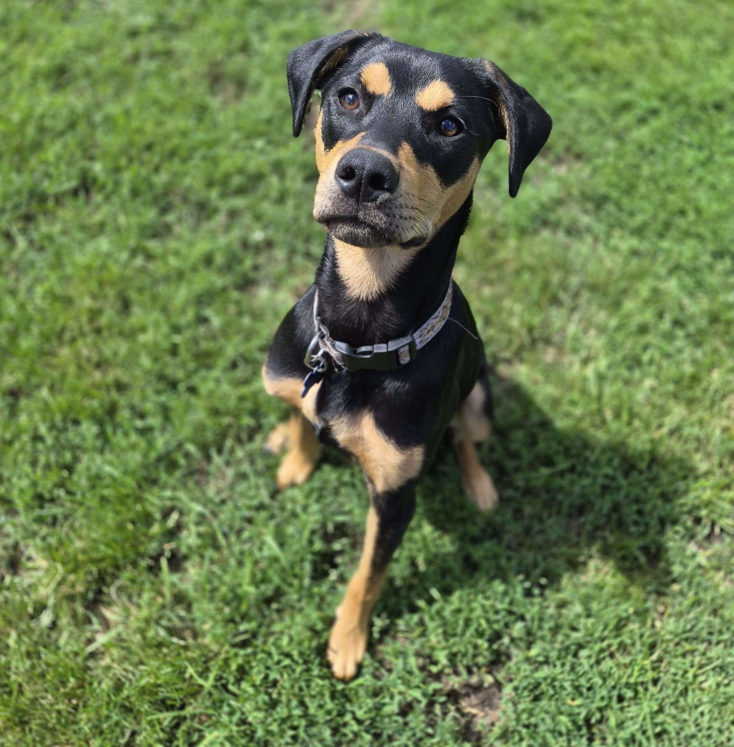 Keanu Reeves - Mix Breed available for adoption