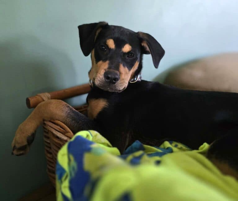 Keanu Reeves - Mix Breed available for adoption in Ontario