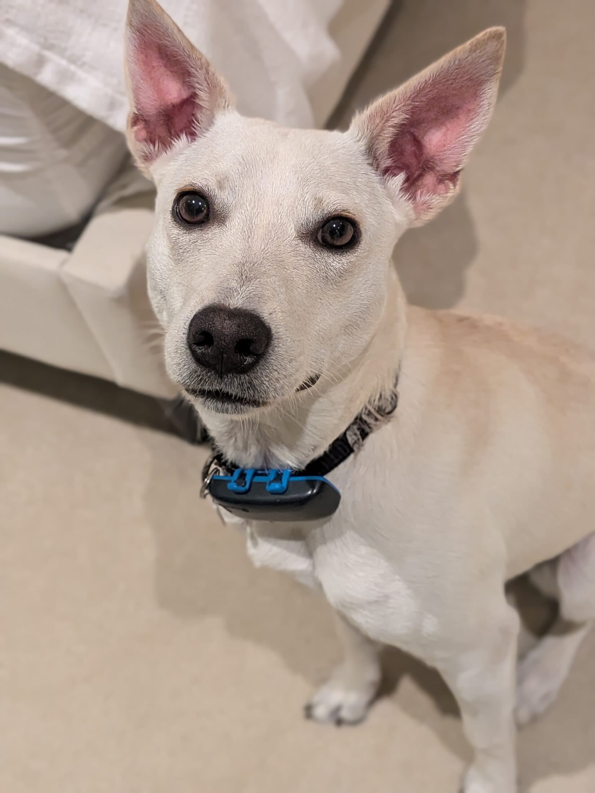 Saleh - Mixed breed available for adoption in Ontario