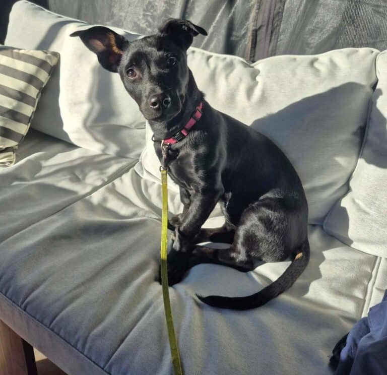 Kim - Mixed breed (we do not know the breed of either parent) available for adoption at Sit With Me Dog Rescue in Ottawa