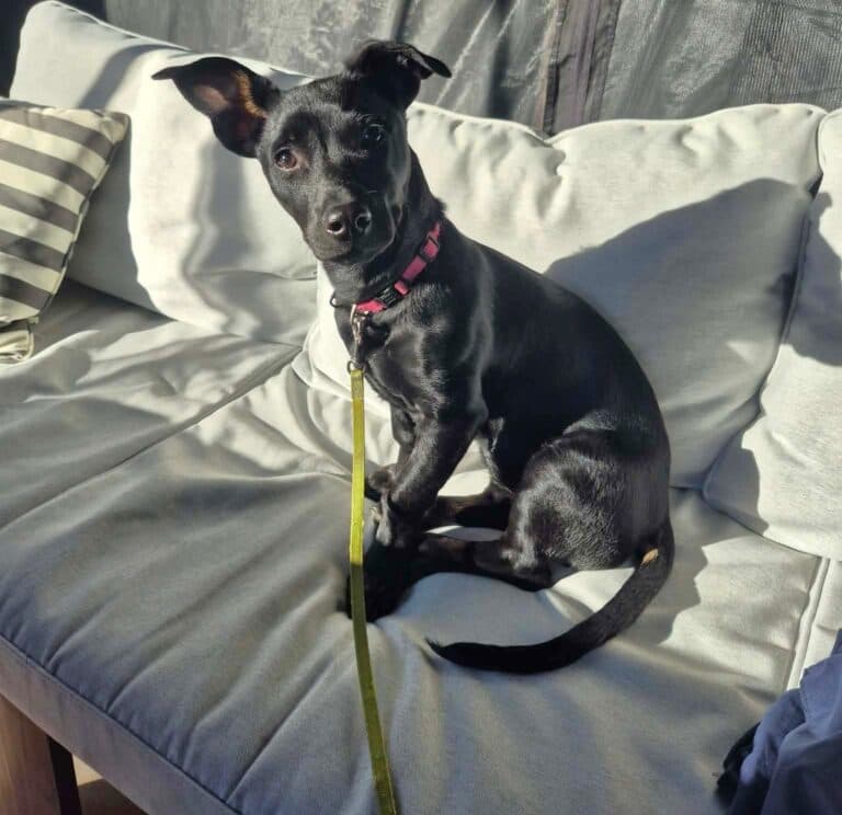 Kim - Mixed breed (we do not know the breed of either parent) available for adoption at Sit With Me Dog Rescue in Ontario