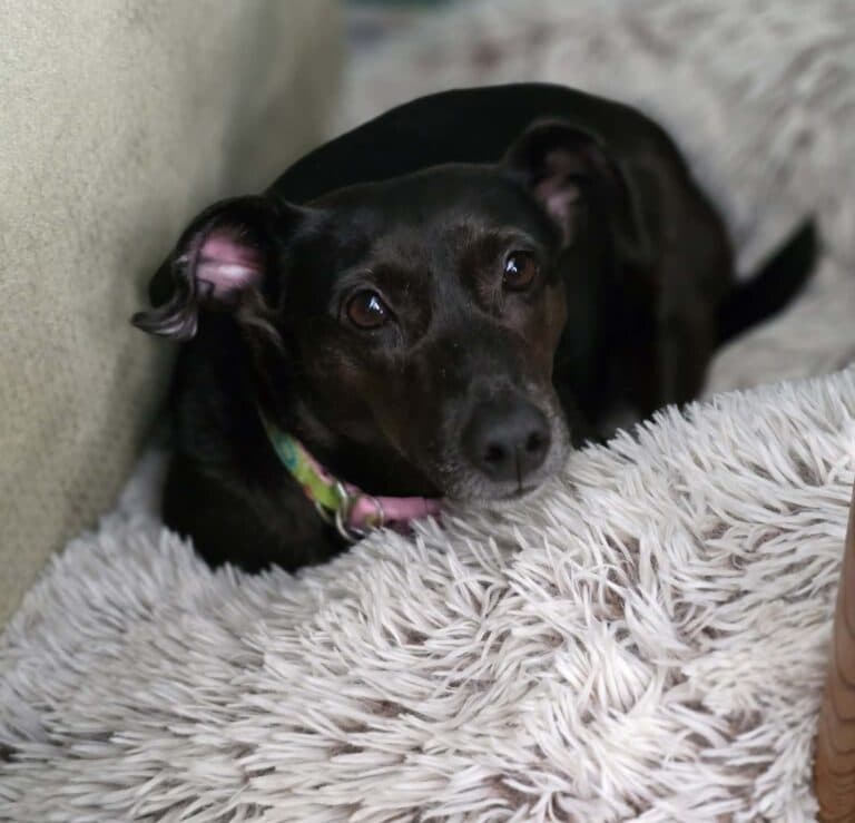 Joanie - Mix Breed available for adoption in Calgary
