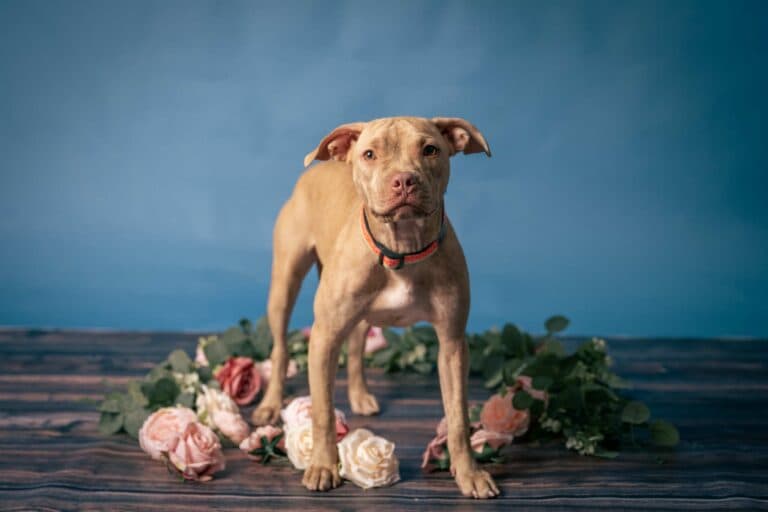 Kira - Mix Breed available for adoption