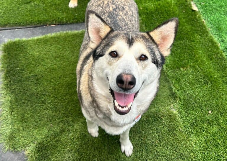Auntie - Husky mix available for adoption in Calgary