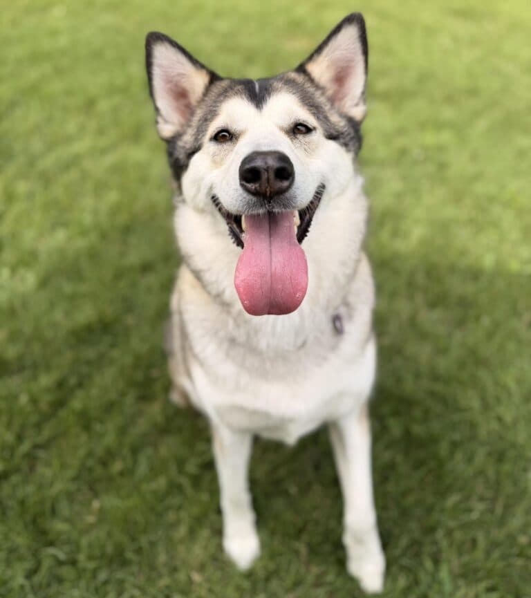 Auntie - Husky mix available for adoption