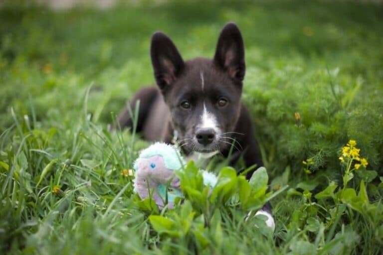 Mira - Large mixed breed available for adoption in Ontario