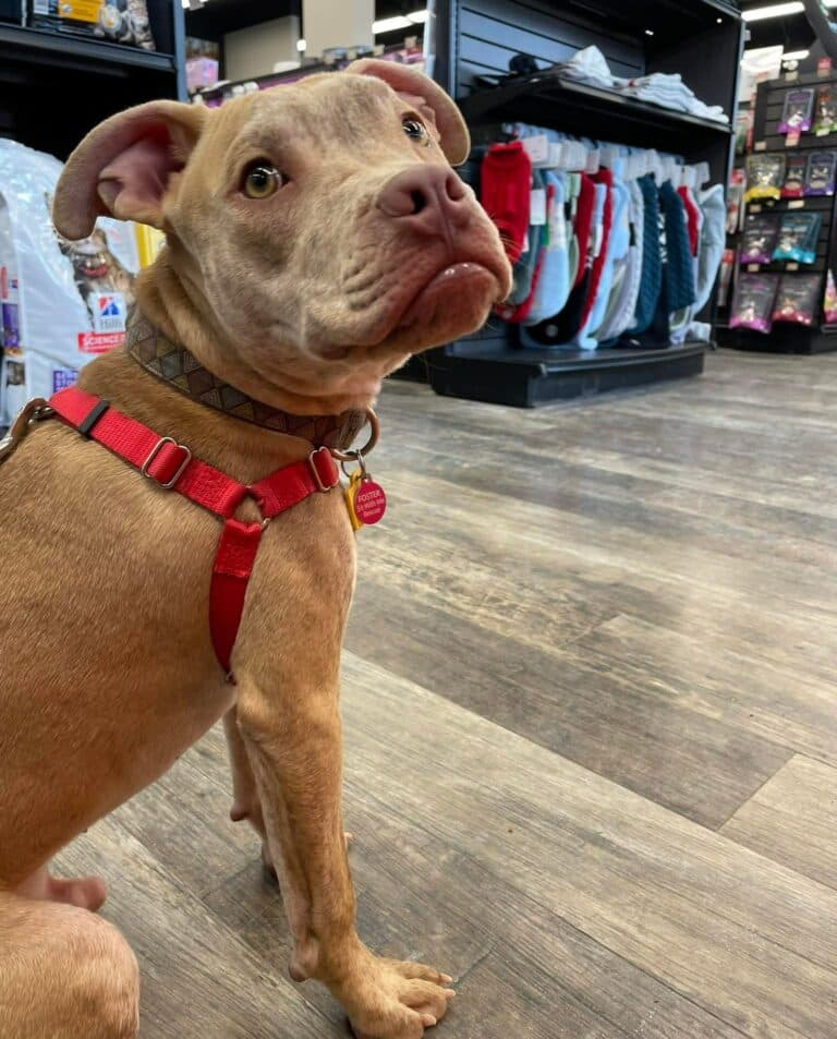 Kelon - Mixed breed available for adoption