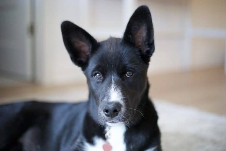 Mira - Large mixed breed available for adoption