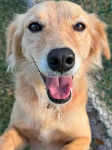 Athina & Brownie - Mixed breed available for adoption in Calgary