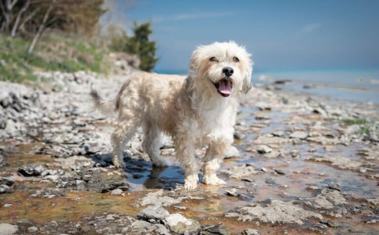 Pippin - Mixed breed available for adoption in Ontario